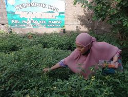 Manfaatkan Lahan Kosong, Warga Mariso Hasilkan Rp500 Ribu dari Menanam Cabai
