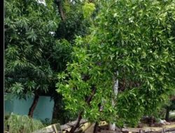 Cuaca Ekstrem ,Camat Biringkanaya Edukasi Masyarakat Agar Tidak Parkir Kendaraan Dekat Pohon