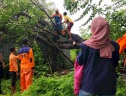 Cuaca Buruk, BPBD Makassar Tangani Sejumlah Pohon Tumbang