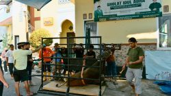 Iduladha 1447 H, Masjid Al Ikhlas Salurkan Daging Kurban untuk Ratusan Warga Manggala Kelurahan Bitowa
