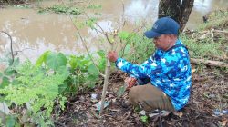 Sabtu Bersih: Dirangkaikan Penanaman Pohon Kelor Bagi Kesehatan dan Lingkungan