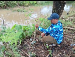 Sabtu Bersih: Dirangkaikan Penanaman Pohon Kelor Bagi Kesehatan dan Lingkungan