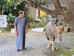 Maknai Idul Adha, Dirum Perumda Parkir Berkurban Satu Sapi