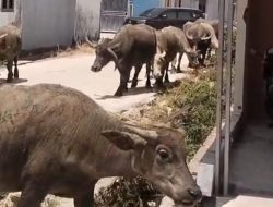 Warga Dusun Palisi Resah Keberadaan HewanTernak Berkeliaran